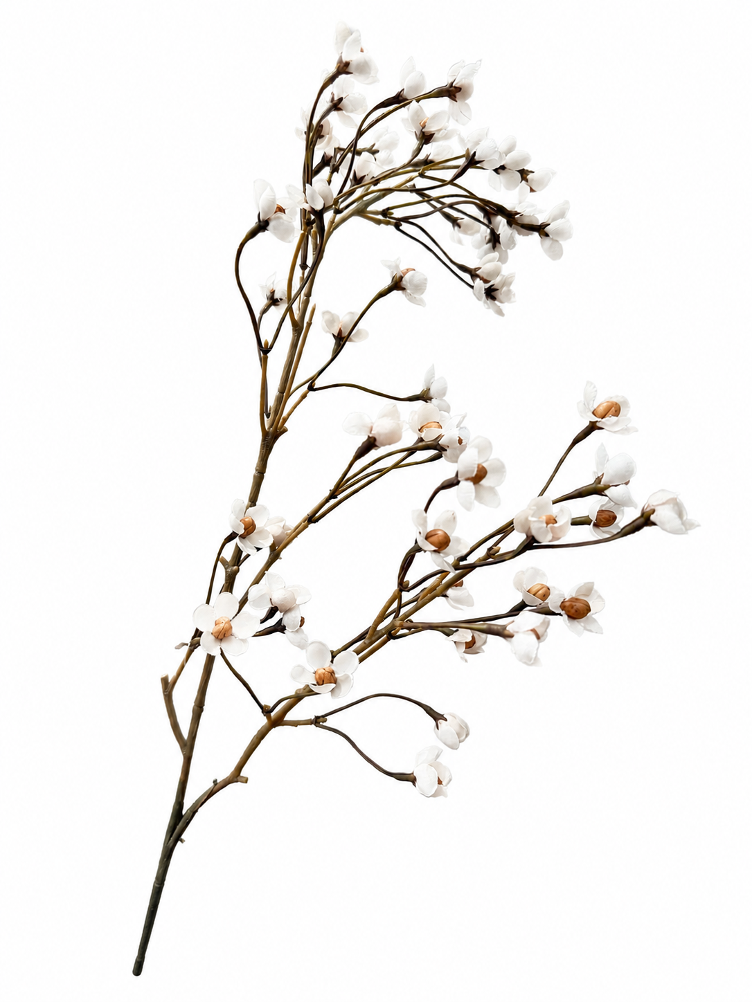 Forsythia Bloesemtak