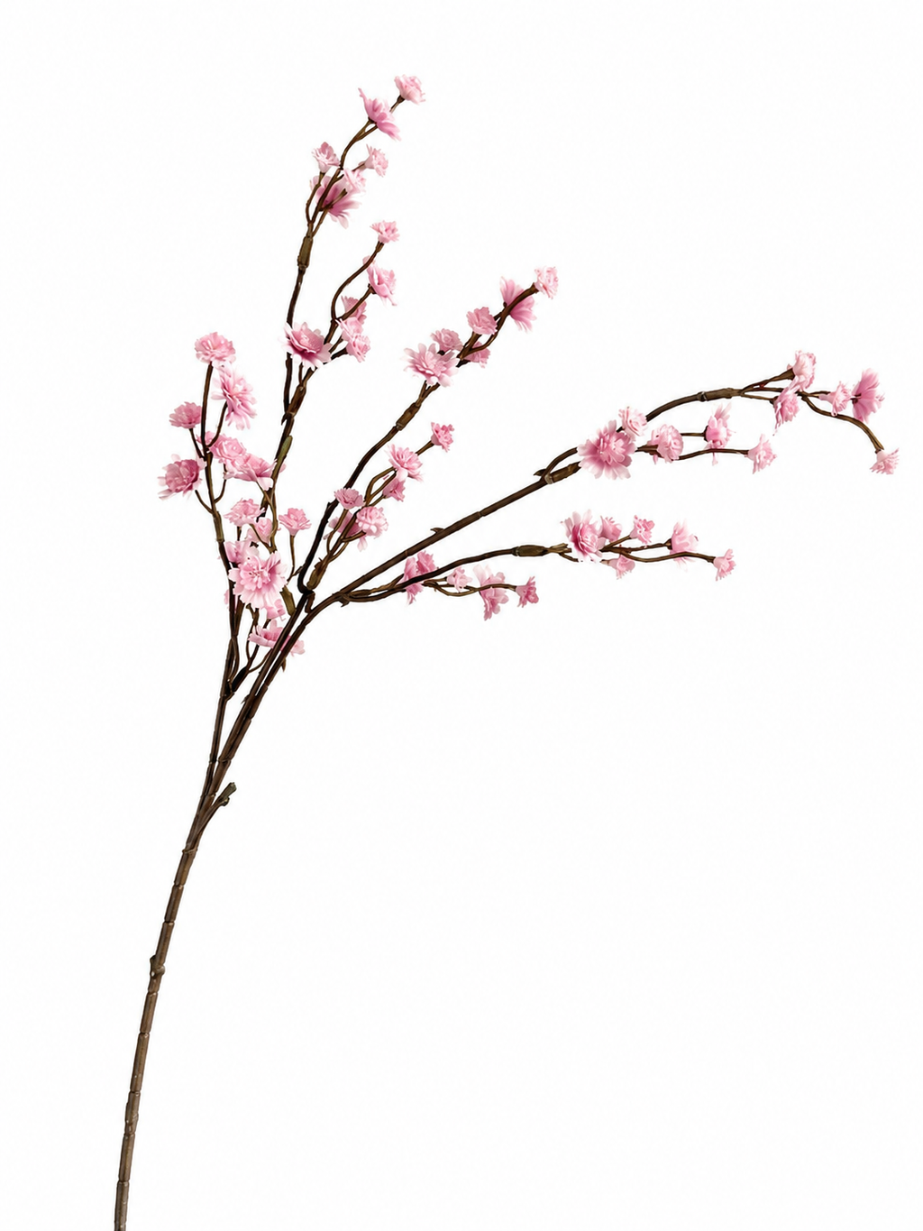 Gipskruid Roze