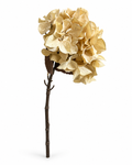 Hortensia Beige