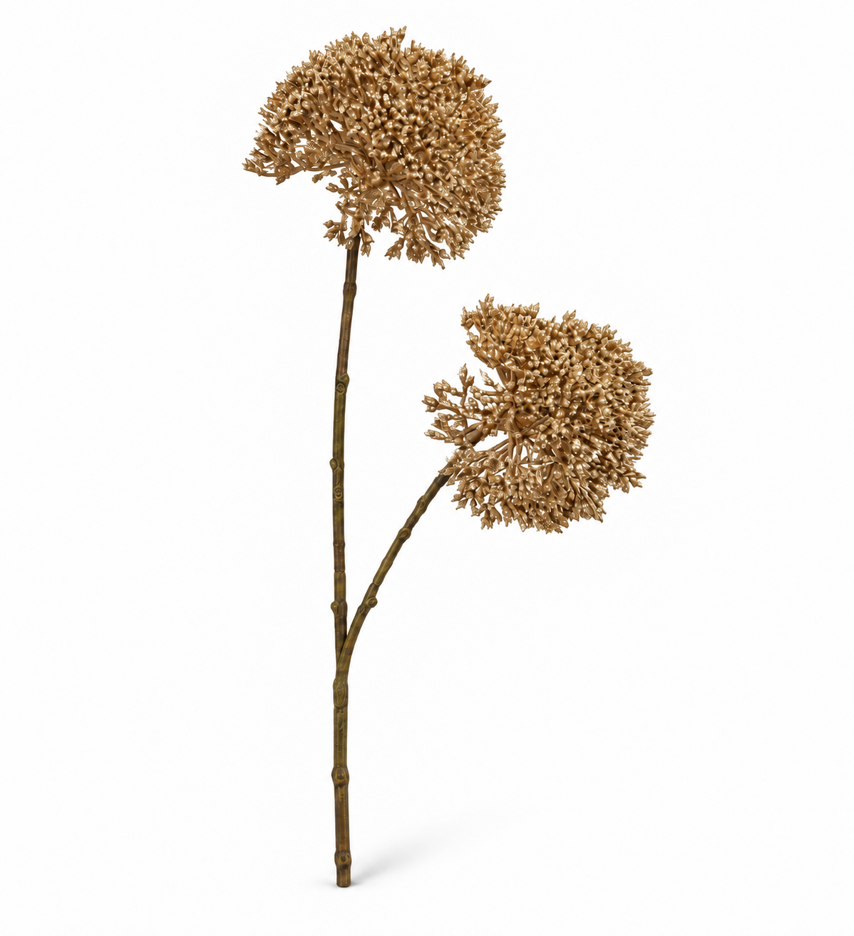 Eupatorium Tak Goud