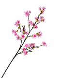 Sakura Zijdebloesem Tak
