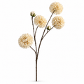 Dahlia Cream