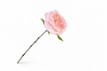 Pioenroos licht roze