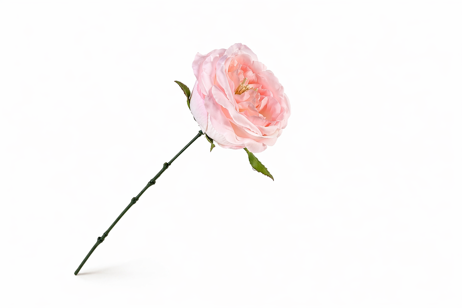 Pioenroos licht roze