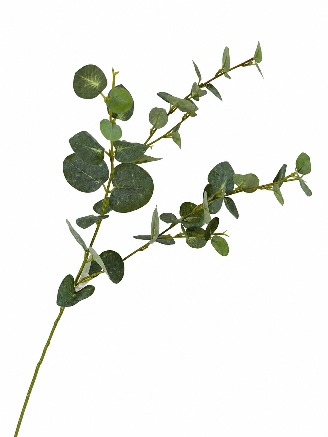 Eucalyptus Tak
