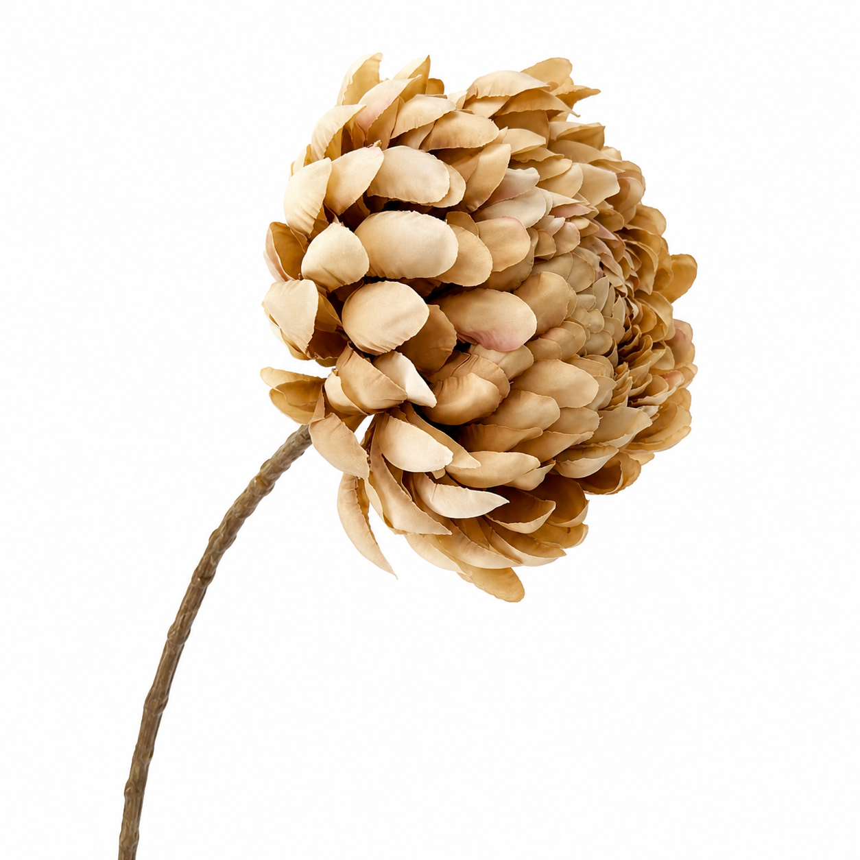 Chrysant Zijdebloem